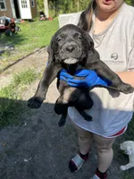 N/a, a male American Pit Bull Terrier and Labrador Retriever for sale in Pomona Park, FL – 1 of 3