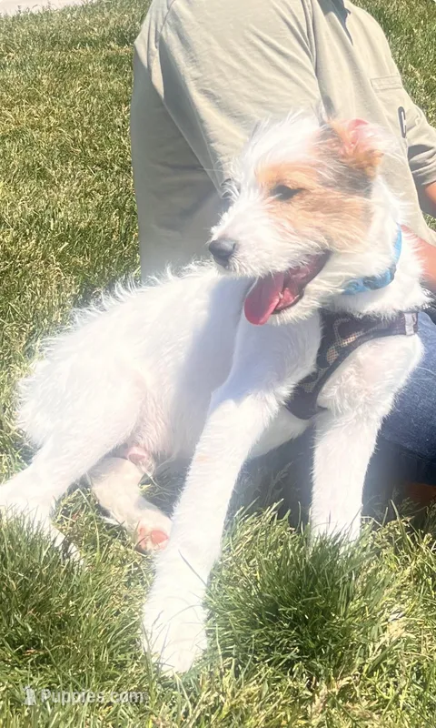 Teddy – Miniature Australian Shepherd puppy for sale in Layton, UT
