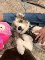 Teddy, a male Miniature Australian Shepherd for sale in Layton, UT – Photo 2 of 5