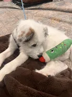 Teddy, a male Miniature Australian Shepherd for sale in Layton, UT – Photo 3 of 5