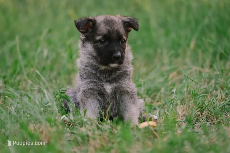 Yellow – German Shepherd Dog puppy for sale in Waco, TX