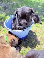 Purple, a male German Shepherd Dog for sale in Waco, TX – 1 of 5