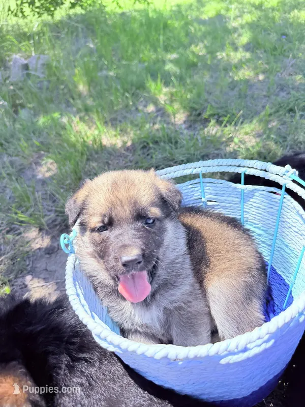 Yellow – German Shepherd Dog puppy for sale in Waco, TX