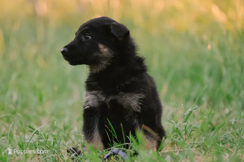 Purple – German Shepherd Dog puppy for sale in Waco, TX
