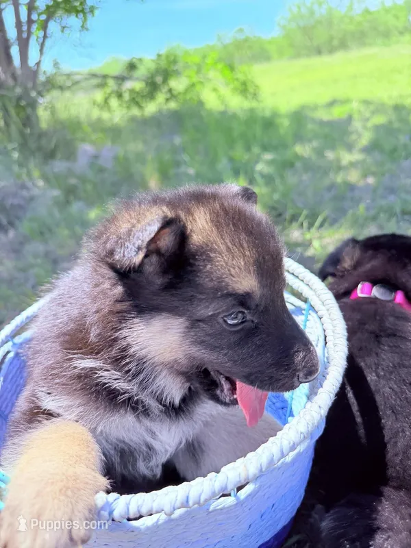 Dark blue – German Shepherd Dog puppy for sale in Waco, TX