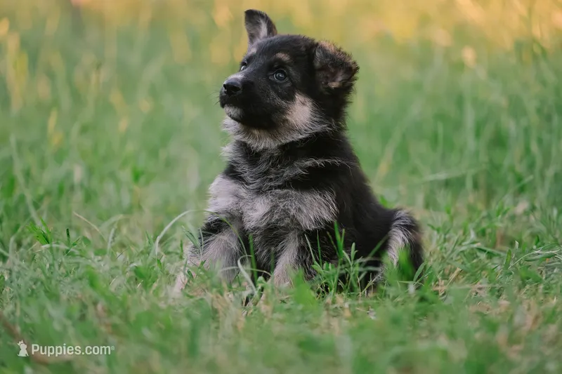 silver – German Shepherd Dog puppy on hold in Waco, TX