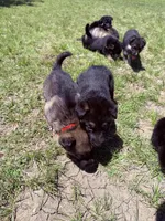 Red, a male German Shepherd Dog for sale in Waco, TX – 2 of 6