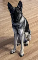 Red, a male German Shepherd Dog for sale in Waco, TX – 3 of 6