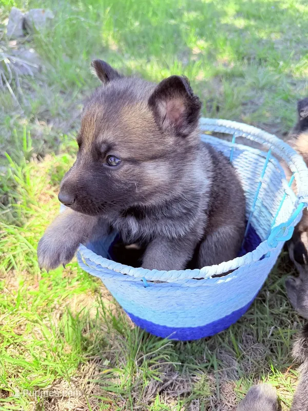 Red – German Shepherd Dog puppy for sale in Waco, TX
