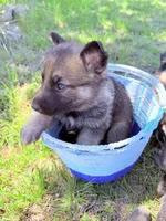 Red, a male German Shepherd Dog for sale in Waco, TX – 1 of 6