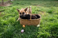 Light blue, a female German Shepherd Dog for sale in Waco, TX – 5 of 5