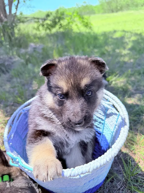 Light blue – German Shepherd Dog puppy on hold in Waco, TX