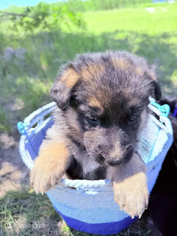 silver – German Shepherd Dog puppy for sale in Waco, TX