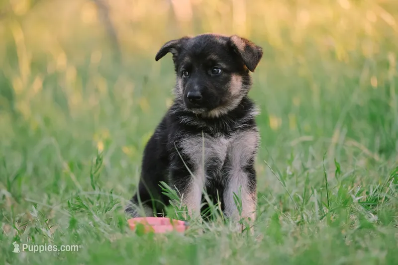 Pink – German Shepherd Dog puppy for sale in Waco, TX