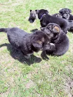Orange, a male German Shepherd Dog for sale in Waco, TX – 2 of 6