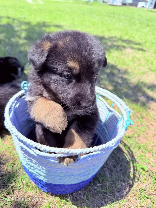 Orange – German Shepherd Dog puppy for sale in Waco, TX