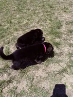 Pink, a female German Shepherd Dog for sale in Waco, TX – Photo 3 of 7