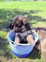 Pink, a female German Shepherd Dog for sale in Waco, TX – Photo 2 of 7