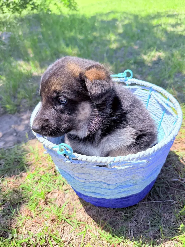 Pink – German Shepherd Dog puppy for sale in Waco, TX