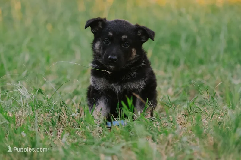 Dark blue – German Shepherd Dog puppy for sale in Waco, TX