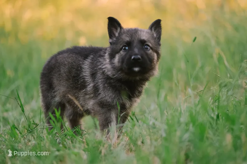 Red – German Shepherd Dog puppy on hold in Waco, TX