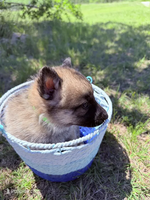 Green – German Shepherd Dog puppy for sale in Waco, TX