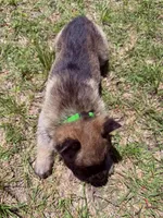 Green, a female German Shepherd Dog for sale in Waco, TX – 3 of 7
