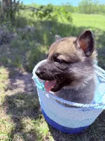 Green, a female German Shepherd Dog for sale in Waco, TX – 2 of 7