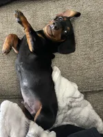 Winston , a male Miniature Dachshund for sale in Taylorsville, GA – Photo 4 of 4