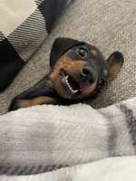 Winston , a male Miniature Dachshund for sale in Taylorsville, GA – Photo 2 of 4