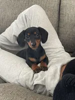 Winston , a male Miniature Dachshund for sale in Taylorsville, GA – Photo 1 of 4