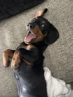 Winston , a male Miniature Dachshund for sale in Taylorsville, GA – Photo 3 of 4