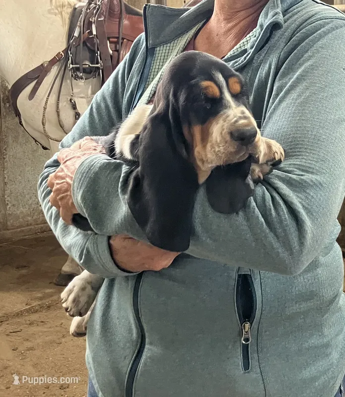 Girl 2 – Basset Hound puppy for sale in Steamboat Springs, CO