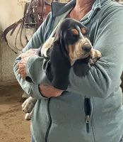 Girl 2, a female Basset Hound for sale in Steamboat Springs, CO – 1 of 2