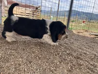 Male 1, a male Basset Hound for sale in Steamboat Springs, CO – 1 of 2