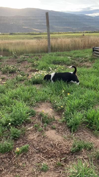 Male 1, a male Basset Hound for sale in Steamboat Springs, CO – 2 of 2