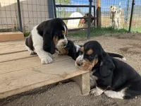 Girl 1, a female Basset Hound for sale in Steamboat Springs, CO – 2 of 3