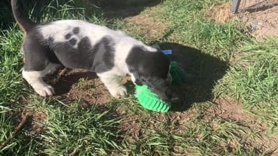 Girl 1, a female Basset Hound for sale in Steamboat Springs, CO – 3 of 3