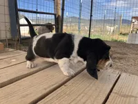 Girl 2, a female Basset Hound for sale in Steamboat Springs, CO – 2 of 2