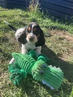 Girl 1, a female Basset Hound for sale in Steamboat Springs, CO – 1 of 3