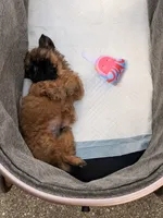 AKC Pumpkin, a male Shih Tzu for sale in Houston, TX – 5 of 5