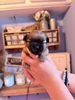 AKC Pumpkin, a male Shih Tzu for sale in Houston, TX – 1 of 5