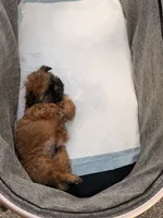 AKC Pumpkin, a male Shih Tzu for sale in Houston, TX – 4 of 5