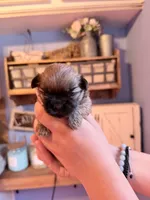 AKC Pumpkin, a male Shih Tzu for sale in Houston, TX – 2 of 5