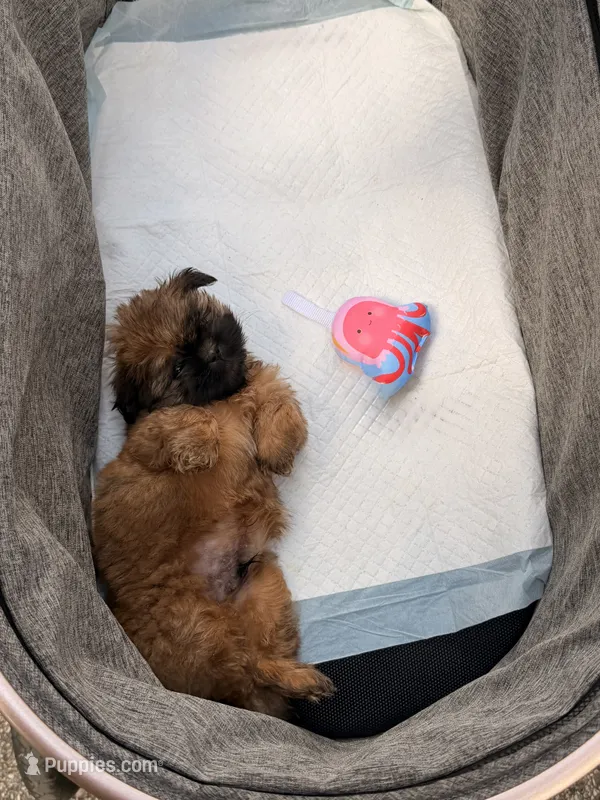 AKC Pumpkin – Shih Tzu puppy for sale in Spring, TX