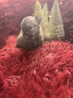 processed/8754e498-0d43-4869-9fd6-ca1893503a22/listing/8147b884-2e32-4164-b8c9-6464163ae7b9/17ca45e4-761e-45cd-9924-142fd3b75a72