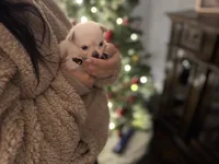 processed/8754e498-0d43-4869-9fd6-ca1893503a22/listing/88460d34-6b4b-4d0c-89b0-0e5ca3532baf/5c488e8d-10bb-4b1c-b184-486614d955aa