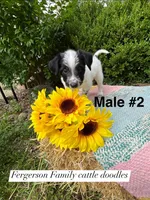 Male 2, a male Australian Cattle Dog and Aussiedoodle for sale in Harrisonville, MO – 2 of 2