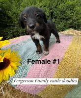 Female 1, a female Australian Cattle Dog and Aussiedoodle for sale in Harrisonville, MO – 1 of 2