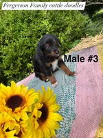 Male  3, a male Australian Cattle Dog and Aussiedoodle for sale in Harrisonville, MO – 2 of 2